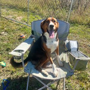 Cracker Jack, Shepherd, adult, available for adoption