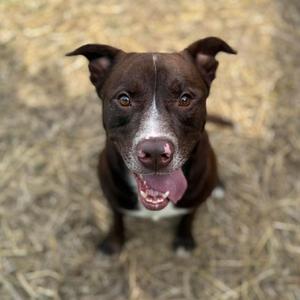A brown and white dog with perked ears and a pink tongue sticking out, looking up at the camera.