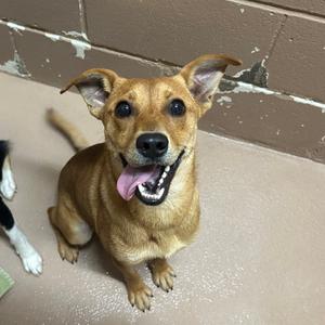 A brown dog with floppy ears and a pink tongue is sitting on a concrete floor, looking up with a happy expression.