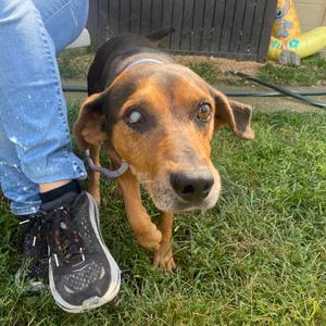 Cyclops, Coonhound, English, senior, available for adoption