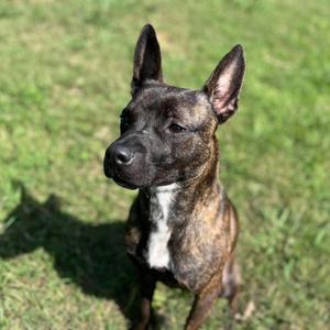 A brindle dog with a white patch on its chest sitting on a grassy field.