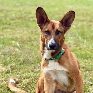 A brown and white dog with pointed ears and a green collar sitting on grass.