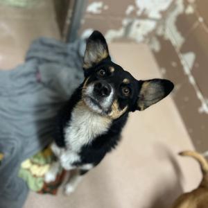 Morticia, Shepherd, Australian, adult, available for adoption
