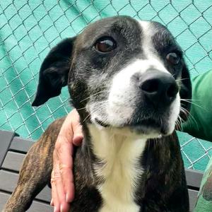Edmund, Hound, senior, available for adoption