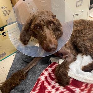 Evangeline, Retriever, Labrador, adult, available for adoption