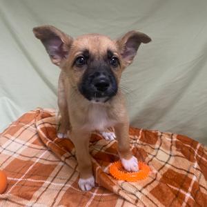 Freda, Mixed Breed (Small), puppy, available for adoption