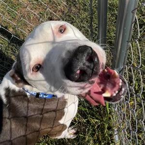 Donkey, Mixed Breed (Large), adult, available for adoption