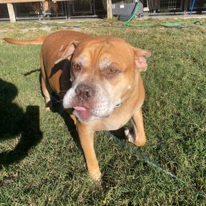 Gargoyle, Bulldog, adult, available for adoption
