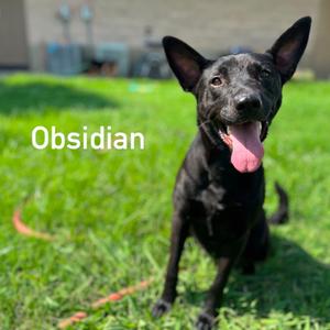 Obsidian, Shepherd, adult, available for adoption
