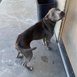 Ash, Mixed Breed (Medium), adult, available for adoption