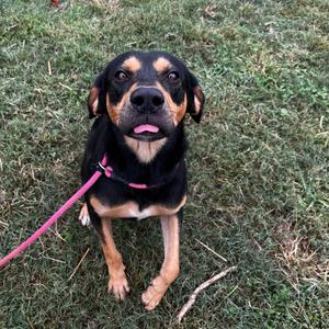 A black and tan dog with a pink leash sitting on grass
