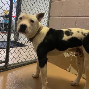 Dud, Terrier, Pit Bull, adult, available for adoption