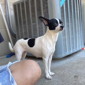 A black and white dog standing on a concrete surface, with a person's leg visible in the foreground and an air conditioning unit in the background.