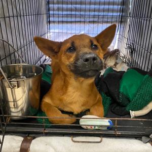 Angelcake, Chow Chow, puppy, available for adoption