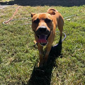 George, Mountain Cur, adult, available for adoption