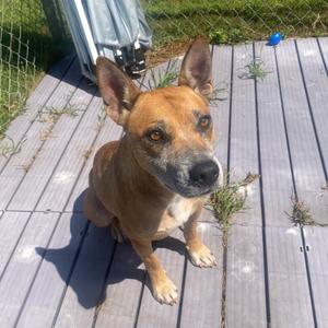 Fae, Mixed Breed (Medium), adult, available for adoption
