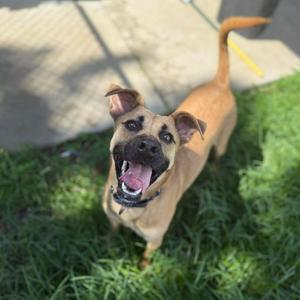 Chupa, Black Mouth Cur, adult, available for adoption