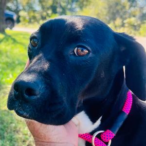 Haint, Terrier, American Staffordshire, adult, available for adoption