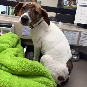 Medusa, Coonhound, puppy, available for adoption
