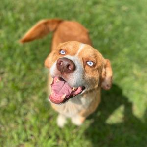 A brown and white dog with blue eyes looking up at the camera with its mouth open and tongue out, standing on green grass.
