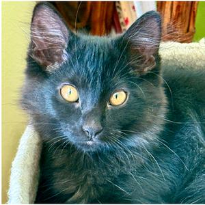 Dizzy Gillespi(g), kitten, available for adoption