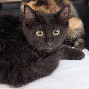 Benny(b), kitten, available for adoption