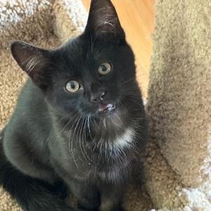 Garlic, kitten, available for adoption