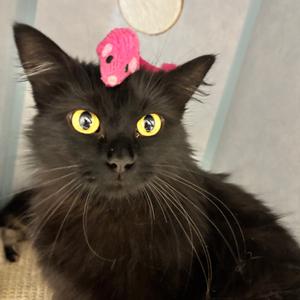 Sammi 🖤, adult, available for adoption