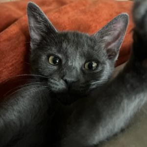 Petrie🐦, kitten, available for adoption
