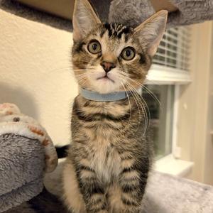 Kol 💙, kitten, available for adoption