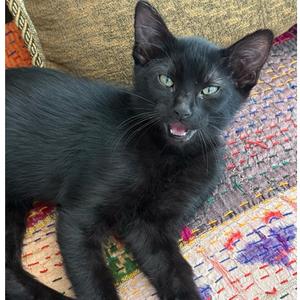 Duke Ellington(Brn), kitten, available for adoption