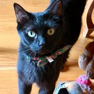 Ella Fitz 💕, adult, available for adoption