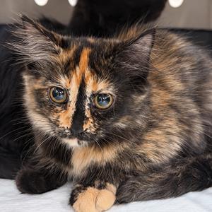 Verona(p), kitten, available for adoption