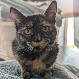 Trudy(g), kitten, available for adoption