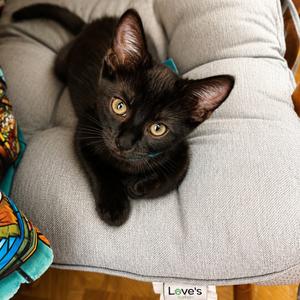 Coal, kitten, available for adoption