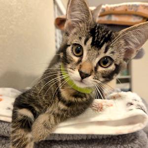 Elijah 💚, kitten, available for adoption