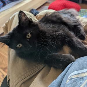 Jet, kitten, available for adoption