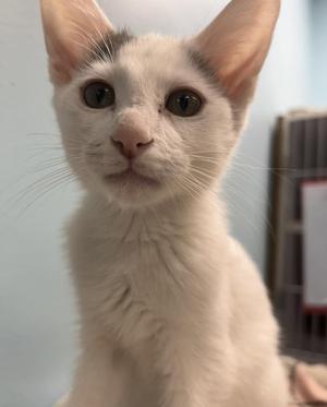 Moon, young, available for adoption