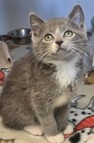 Gambit, young, available for adoption