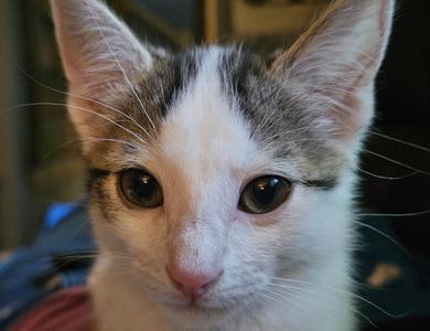 Emmylou, young, available for adoption
