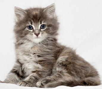 Rya, young, available for adoption