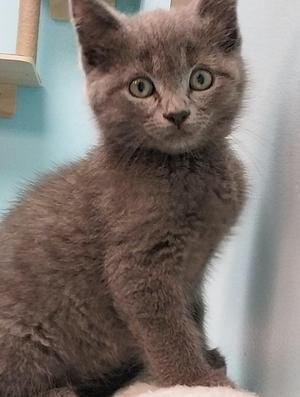 Ajak, young, available for adoption