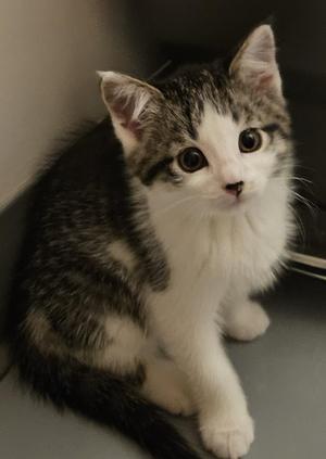 Pizzelle, young, available for adoption