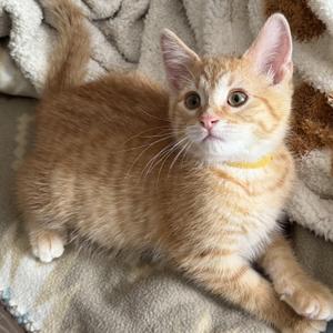 Calvin, young, available for adoption