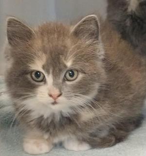 Gwen, young, available for adoption