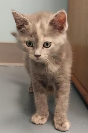 Mystique, young, available for adoption