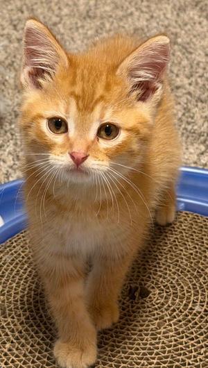 Hobbes, young, available for adoption