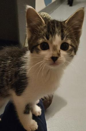 Hazelnut, young, available for adoption