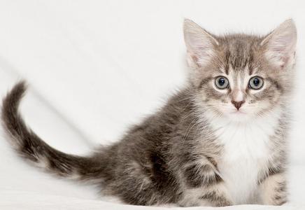 Alcove, young, available for adoption