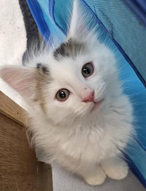 Artemis, young, available for adoption